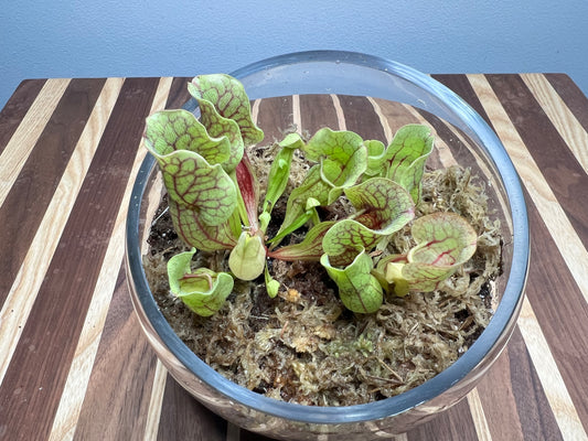 Carnivorous Plant Terrarium