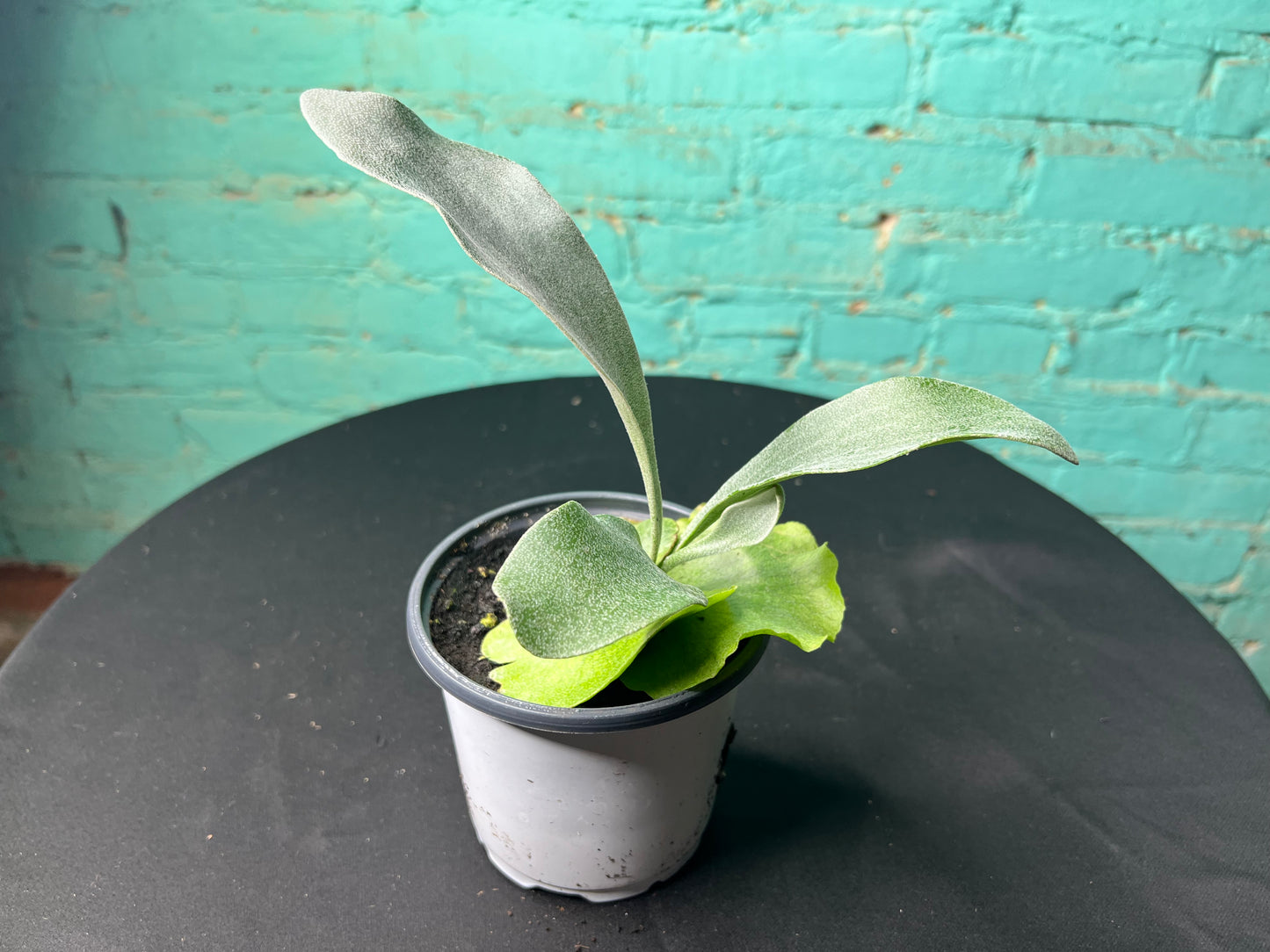 Staghorn fern 4”