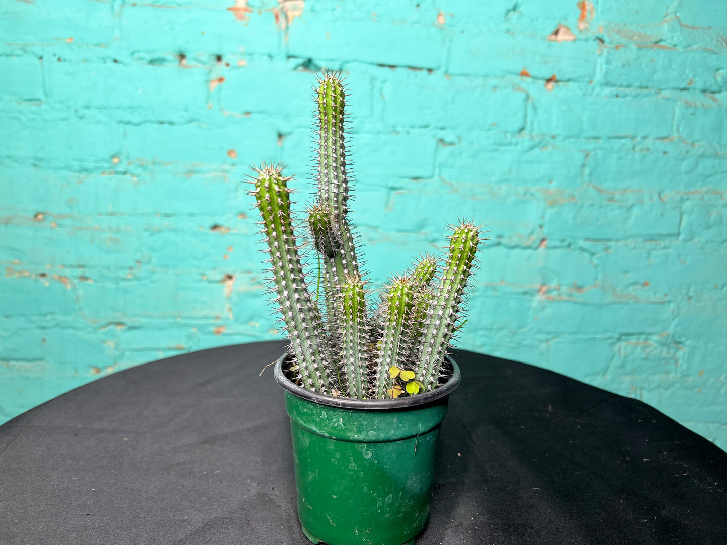Euphorbia Baioensis 4”
