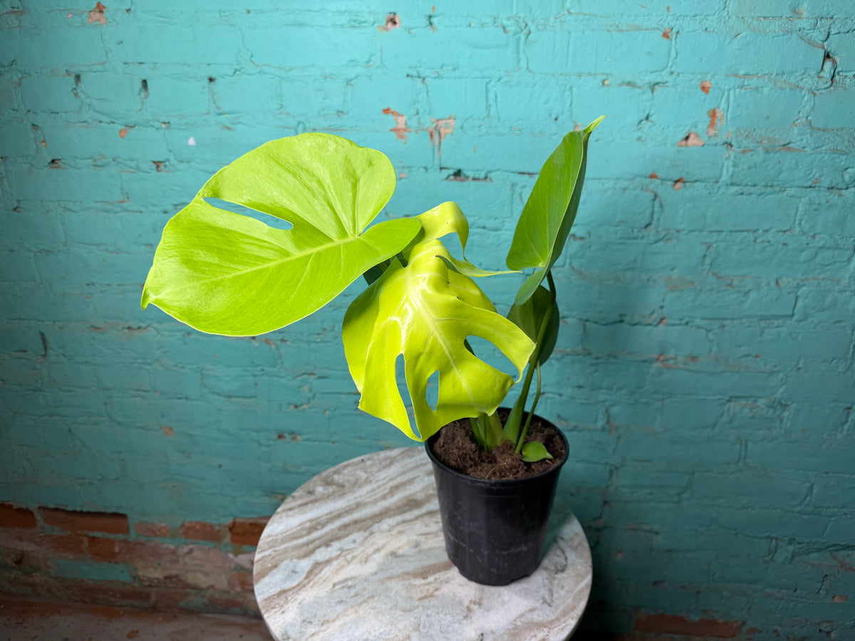 Monstera Deliciosa Golden Compacta 6”