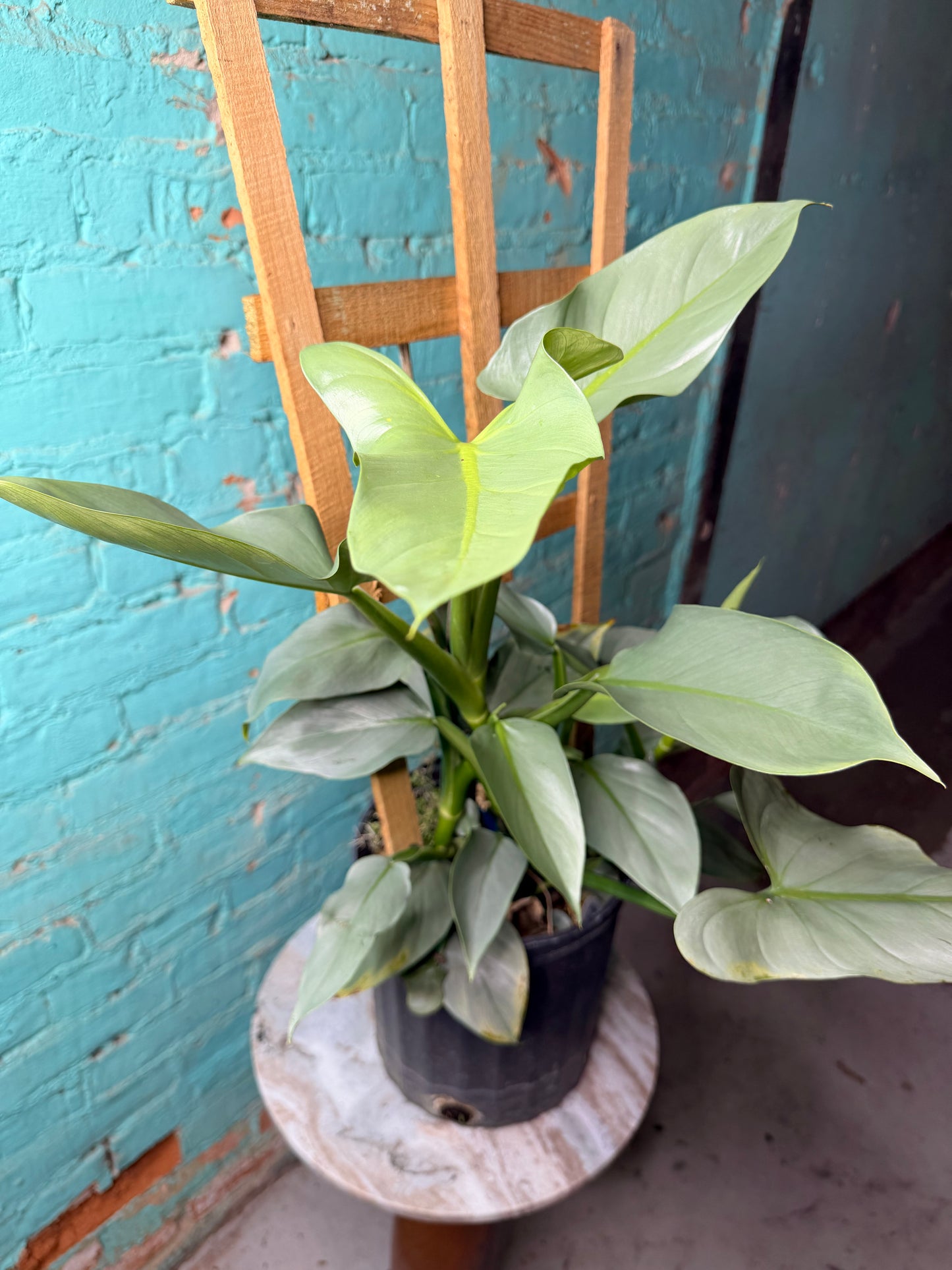 Philodendron Silver Sword Trellis 10”