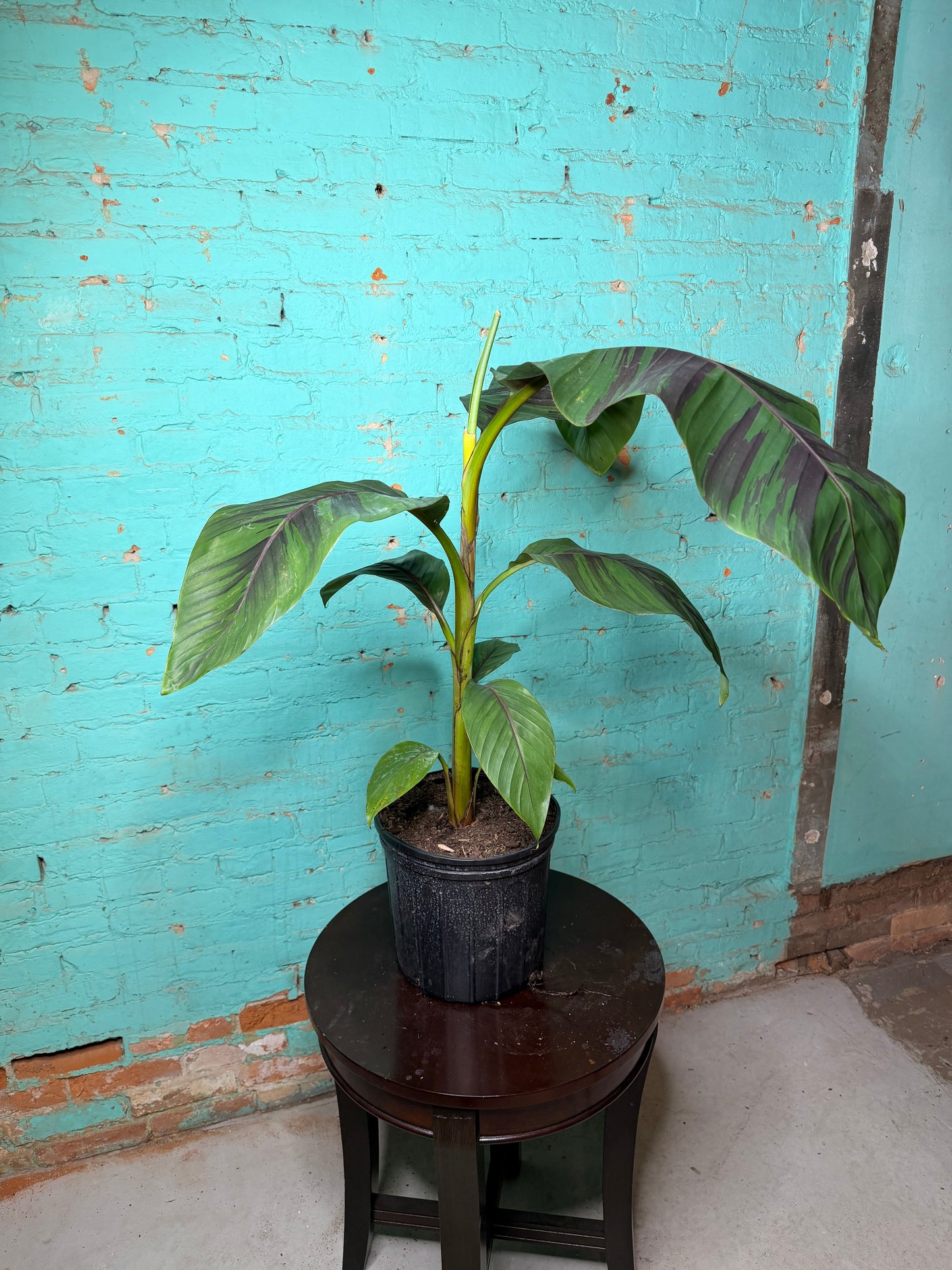 Banana Plant Ever Red 10”
