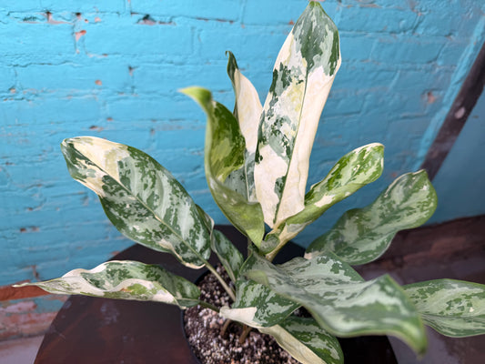 Aglaonema Manila Pride Variegated 6”