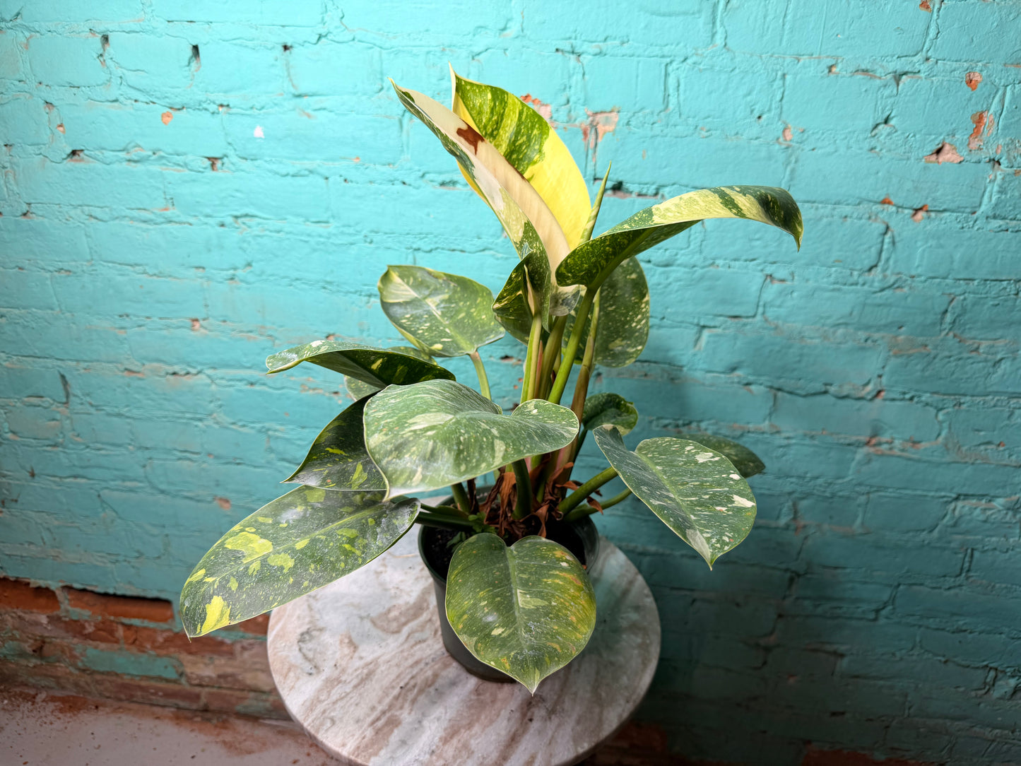 Philodendron Congo Nuclear Variegated 6”
