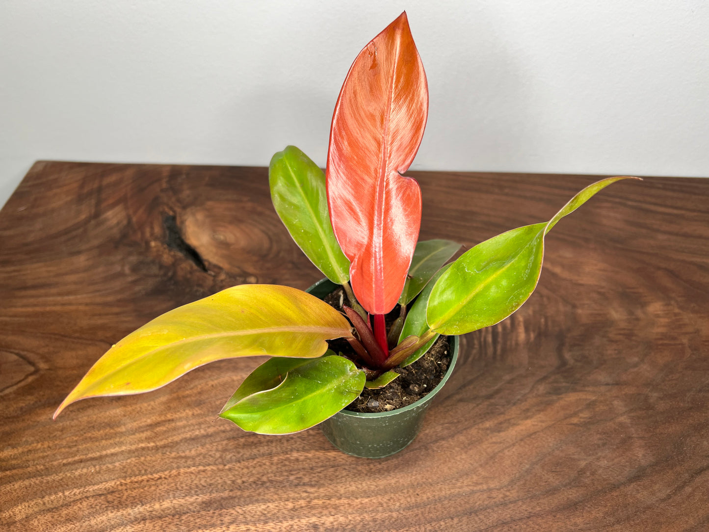 Philodendron Prince Of Orange  4”