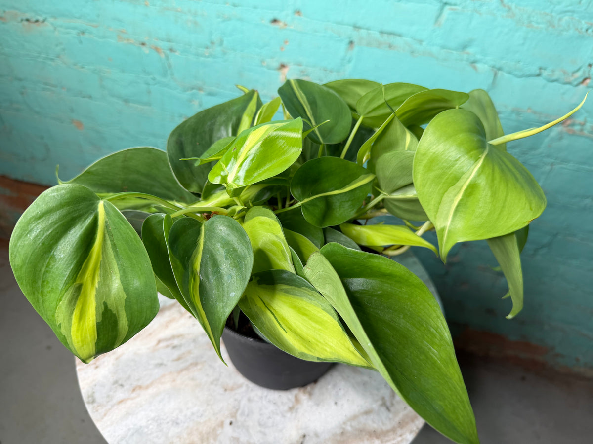 Philodendron Brasil 6”