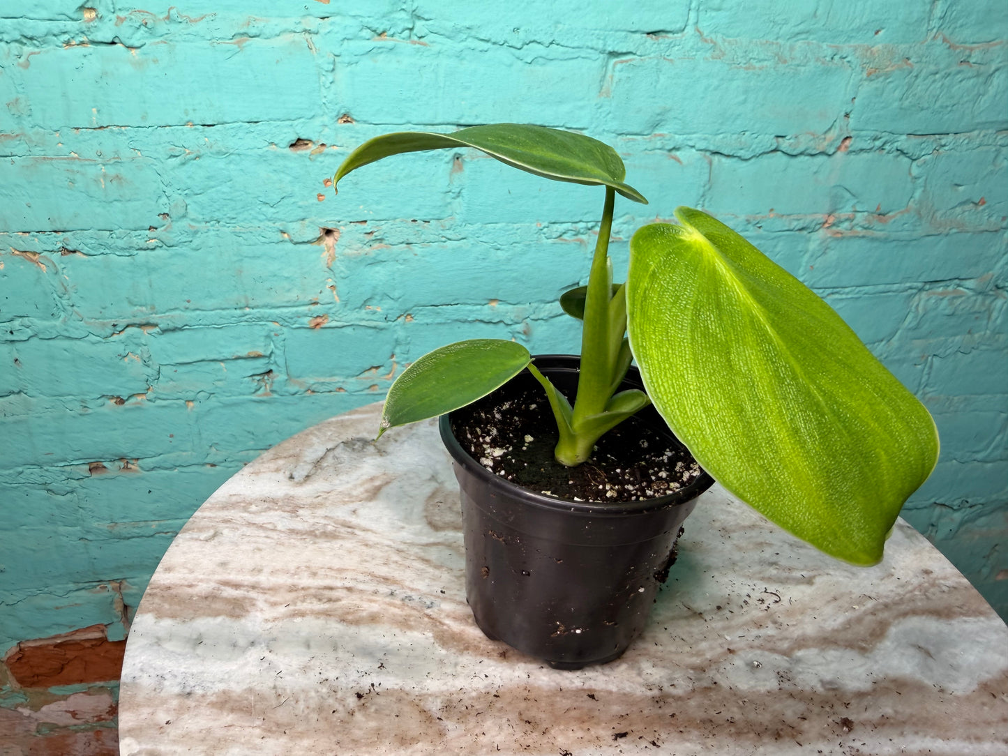 Philodendron Rugosum 4”