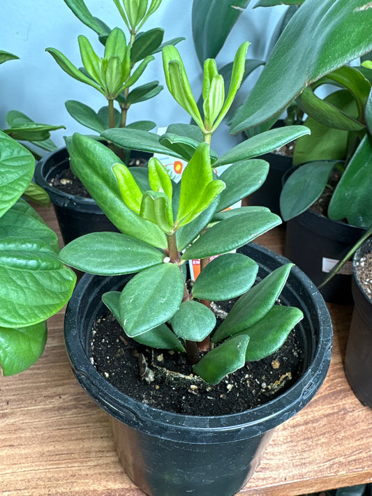 Peperomia mojo 4”
