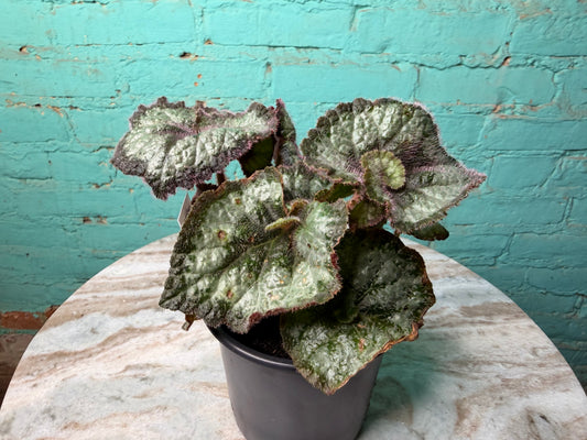 Begonia Escargot (curly)