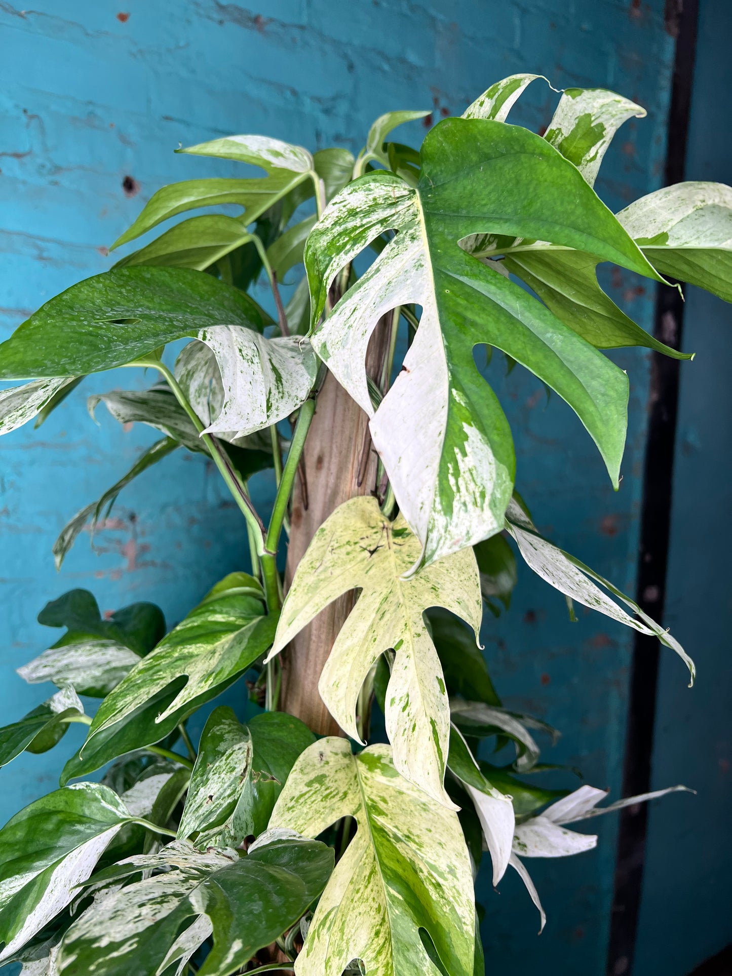 Epipremnum Pinnatum Marble Flame 10” totem