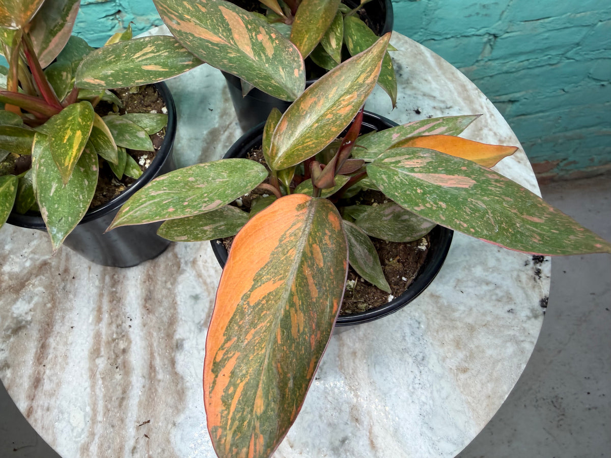 Philodendron Orange Princess 4”
