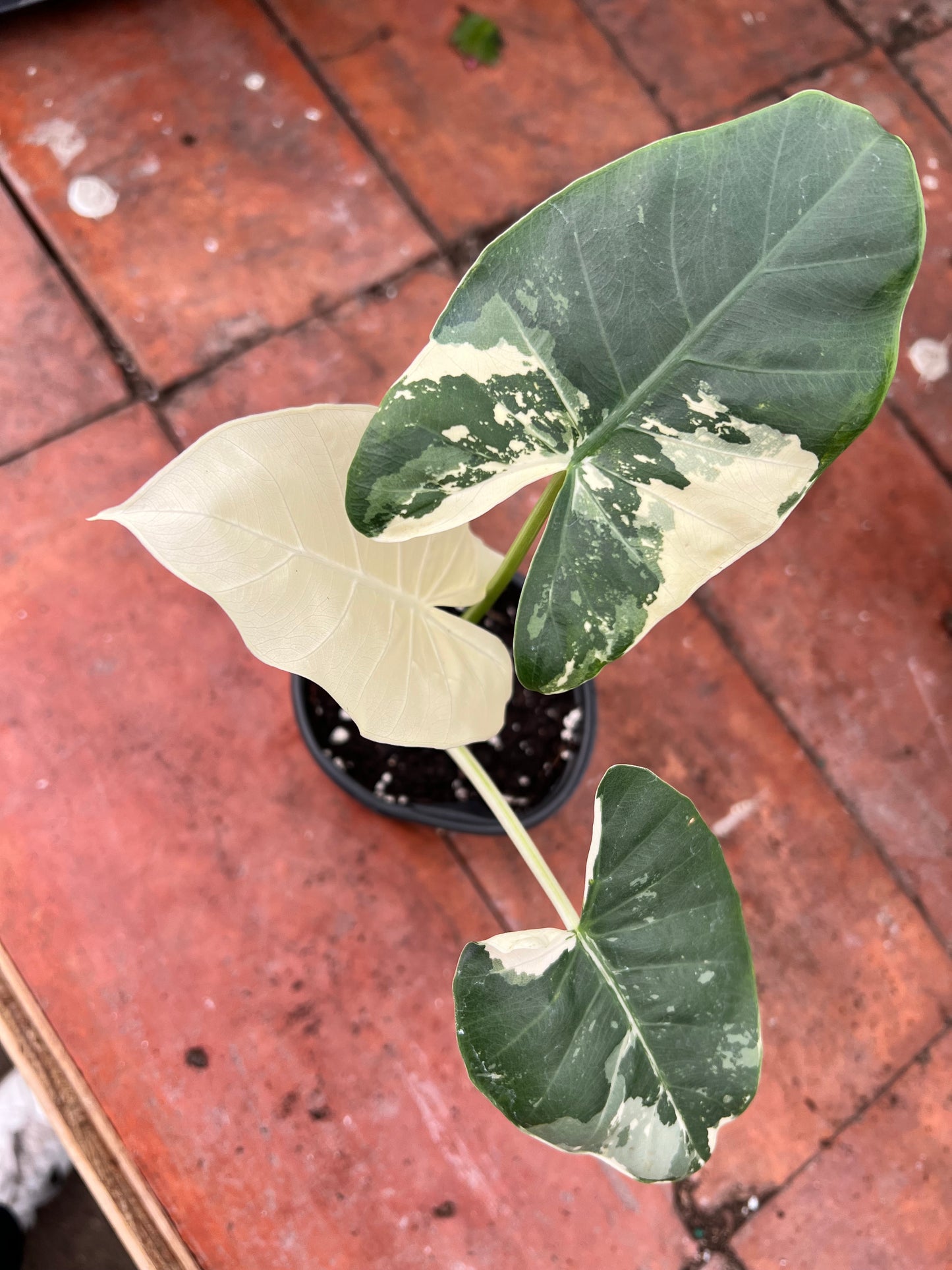 Alocasia-Macrorrhizos Appaloosa Gold