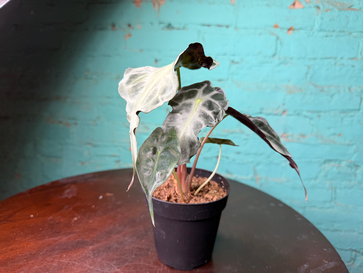 Alocasia Venom 4” (Non-TC)