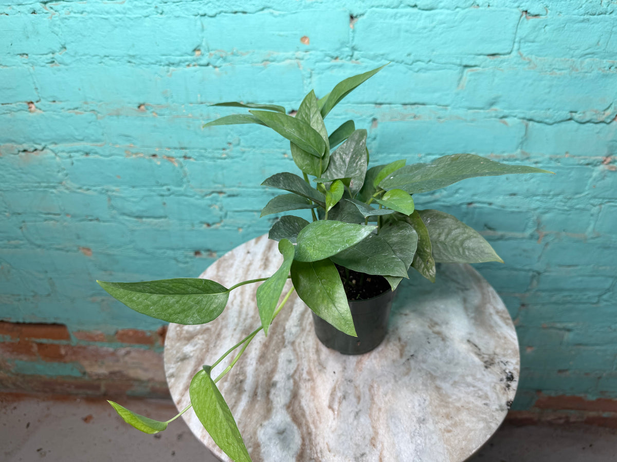 Cebu Blue Pothos 4”
