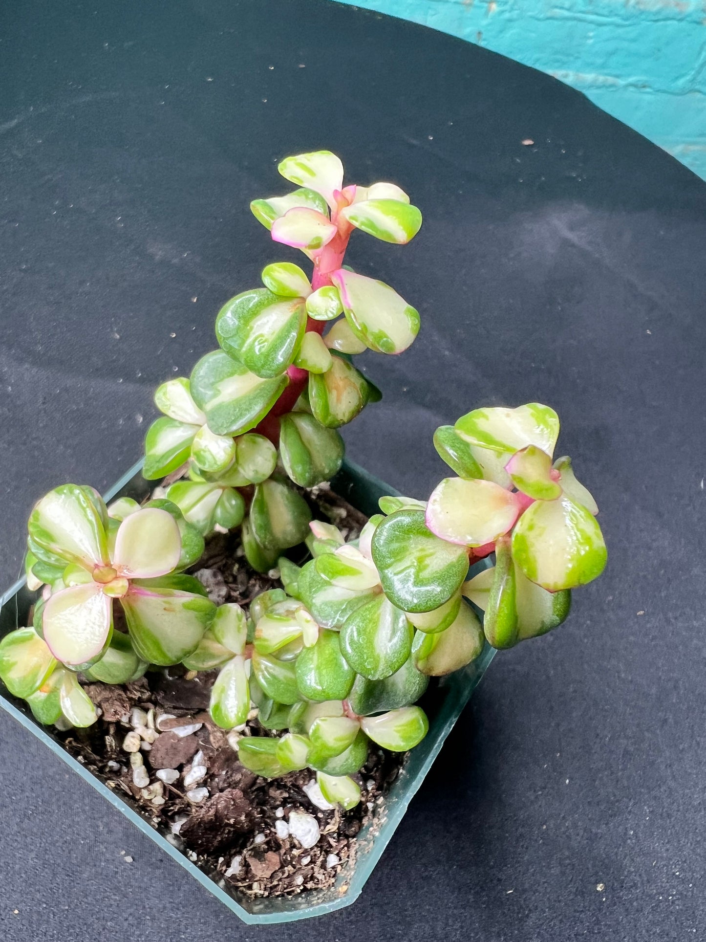 Portulacaria afra ‘Variegata’ Rainbow Bush 3”