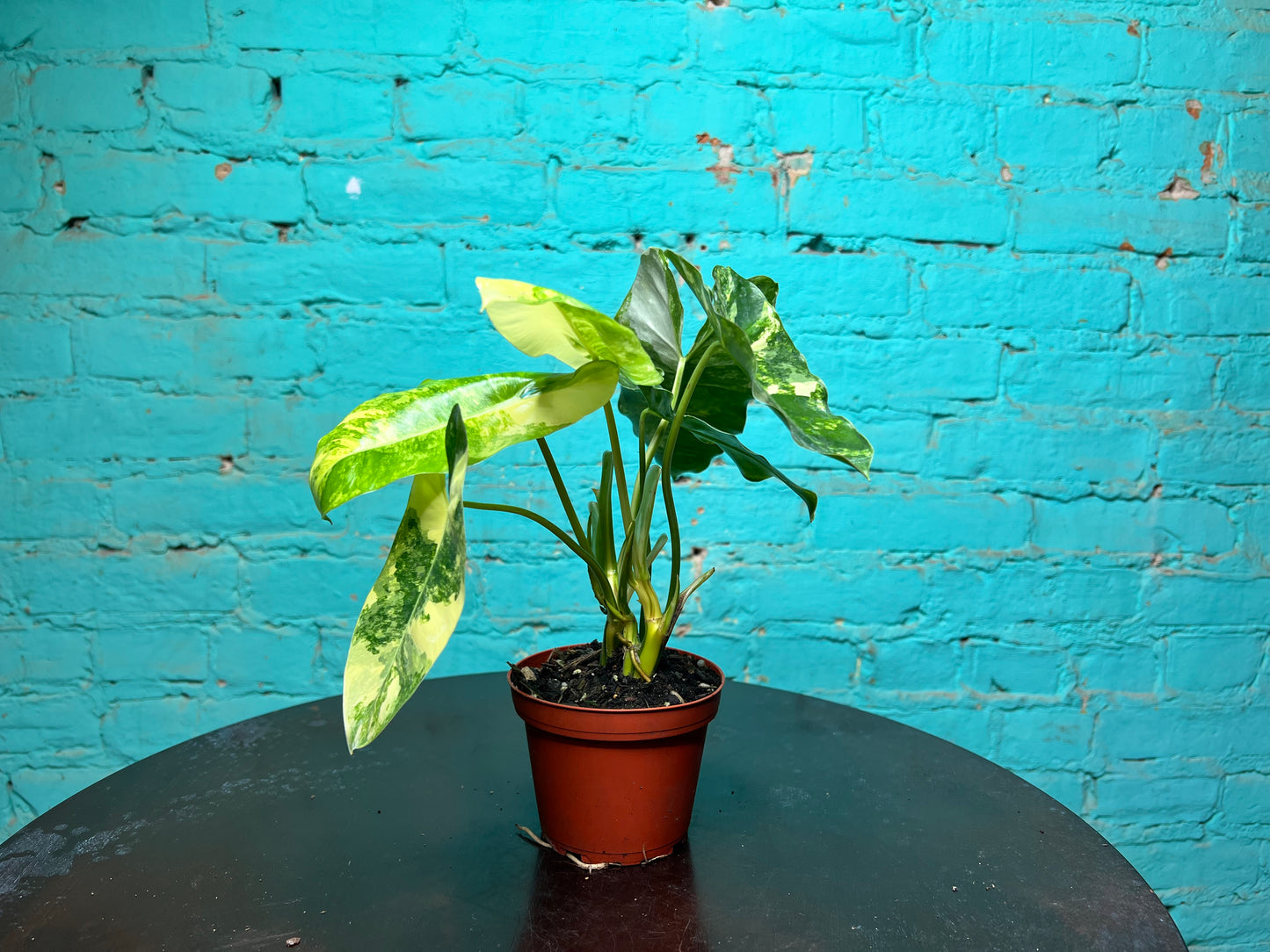 Philodendron Burle Marx Variegated 4”