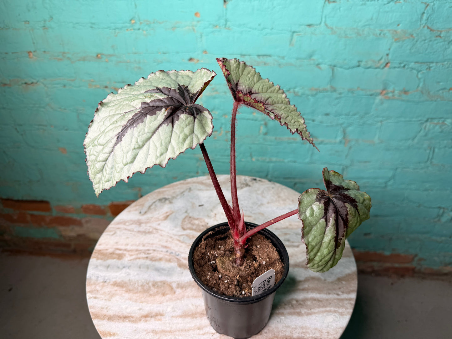 Begonia T-Rex ‘First Blush’