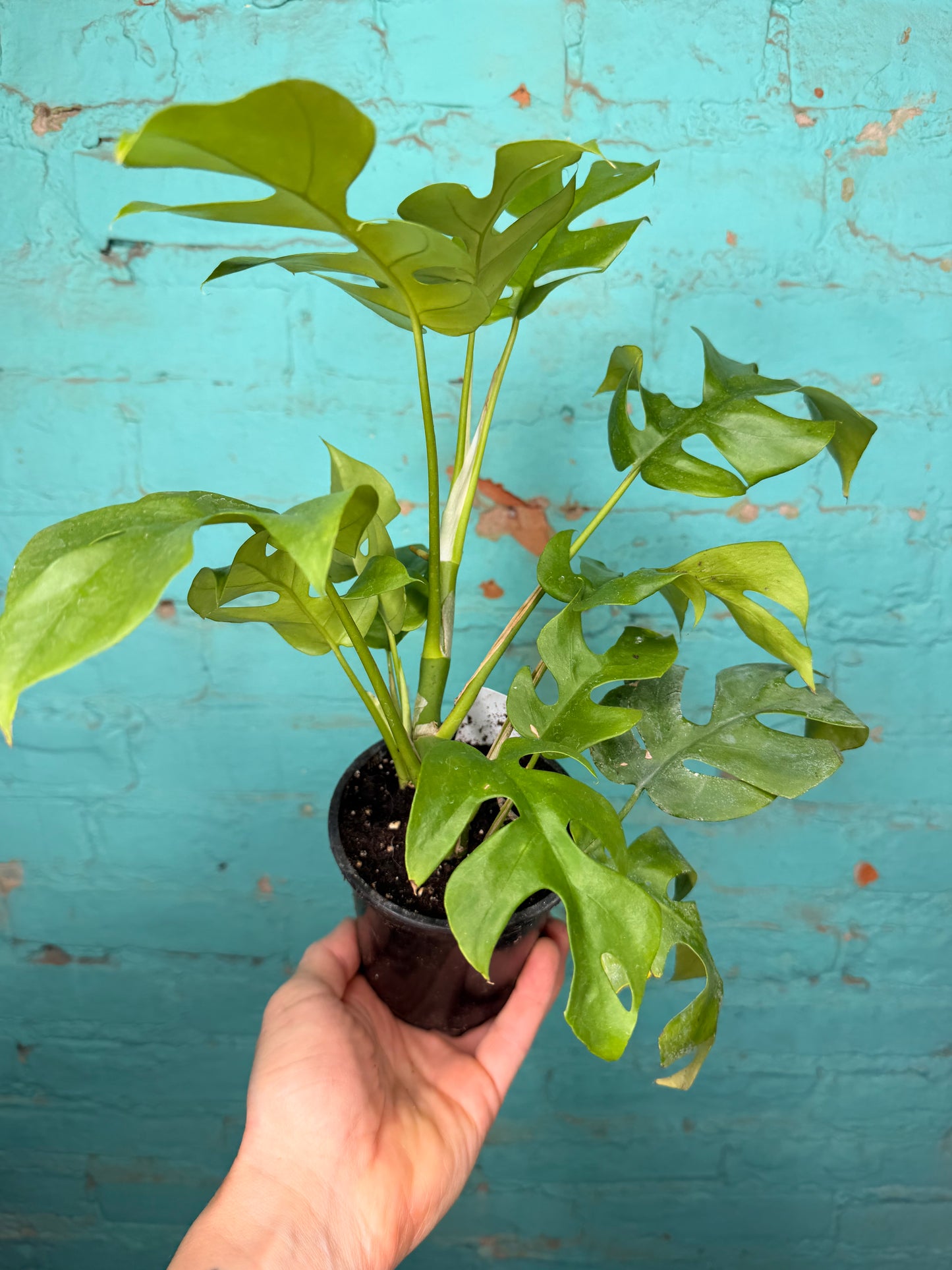 Rhaphidophora Tetrasperma ‘Mini Monstera 4”