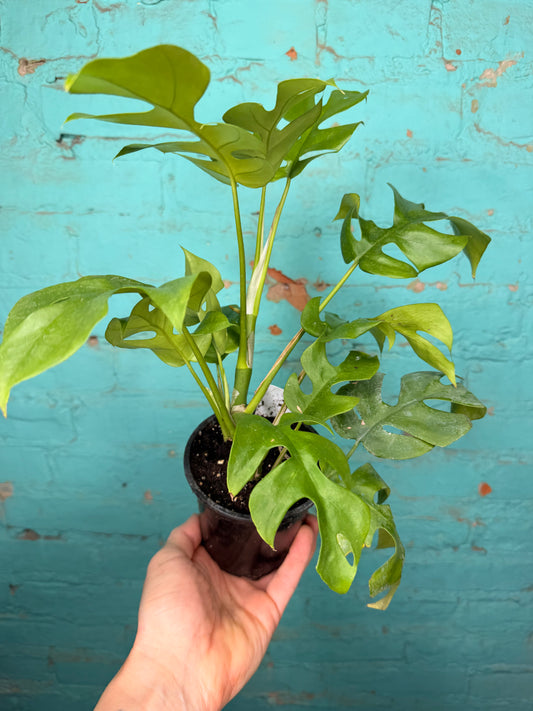 Rhaphidophora Tetrasperma ‘Mini Monstera 4”