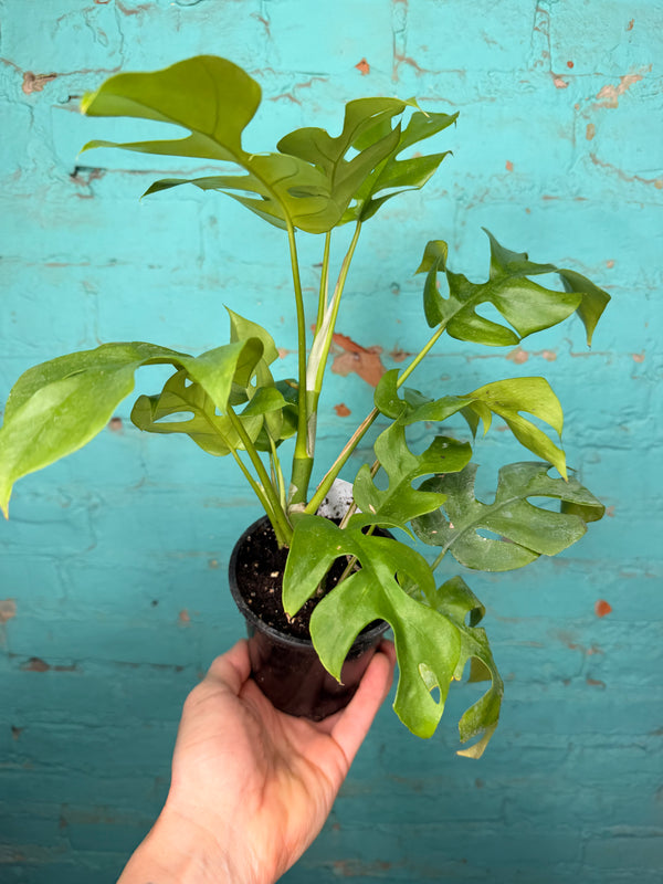 Rhaphidophora Tetrasperma ‘Mini Monstera 4”