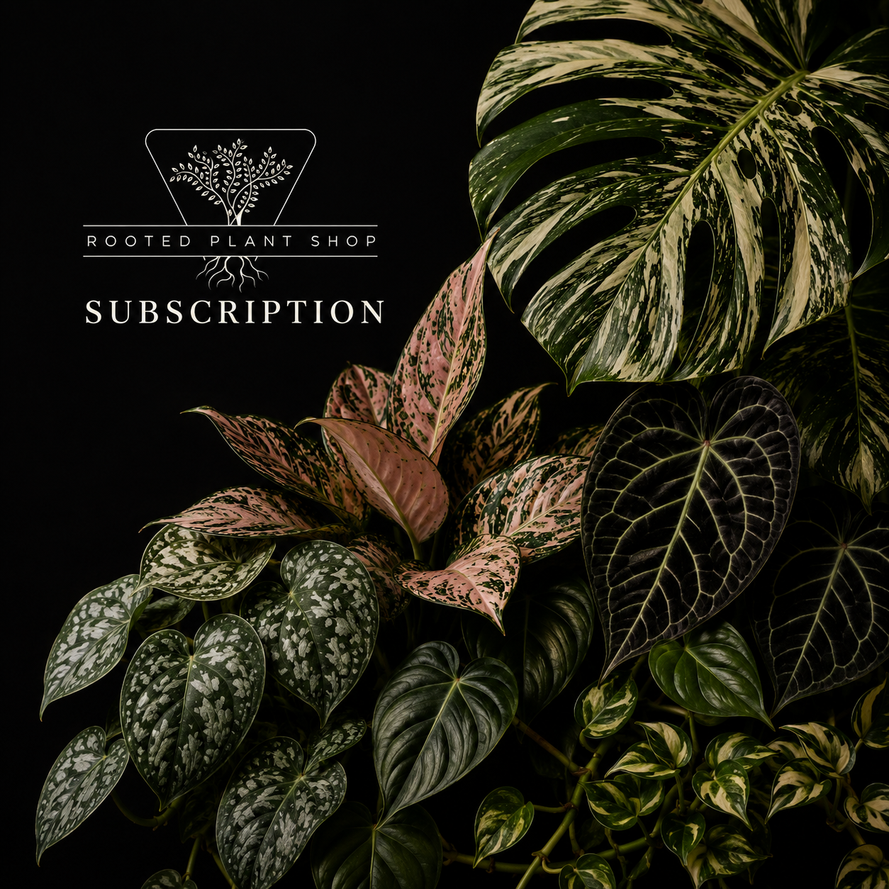 Monthly Plant Subscription $20