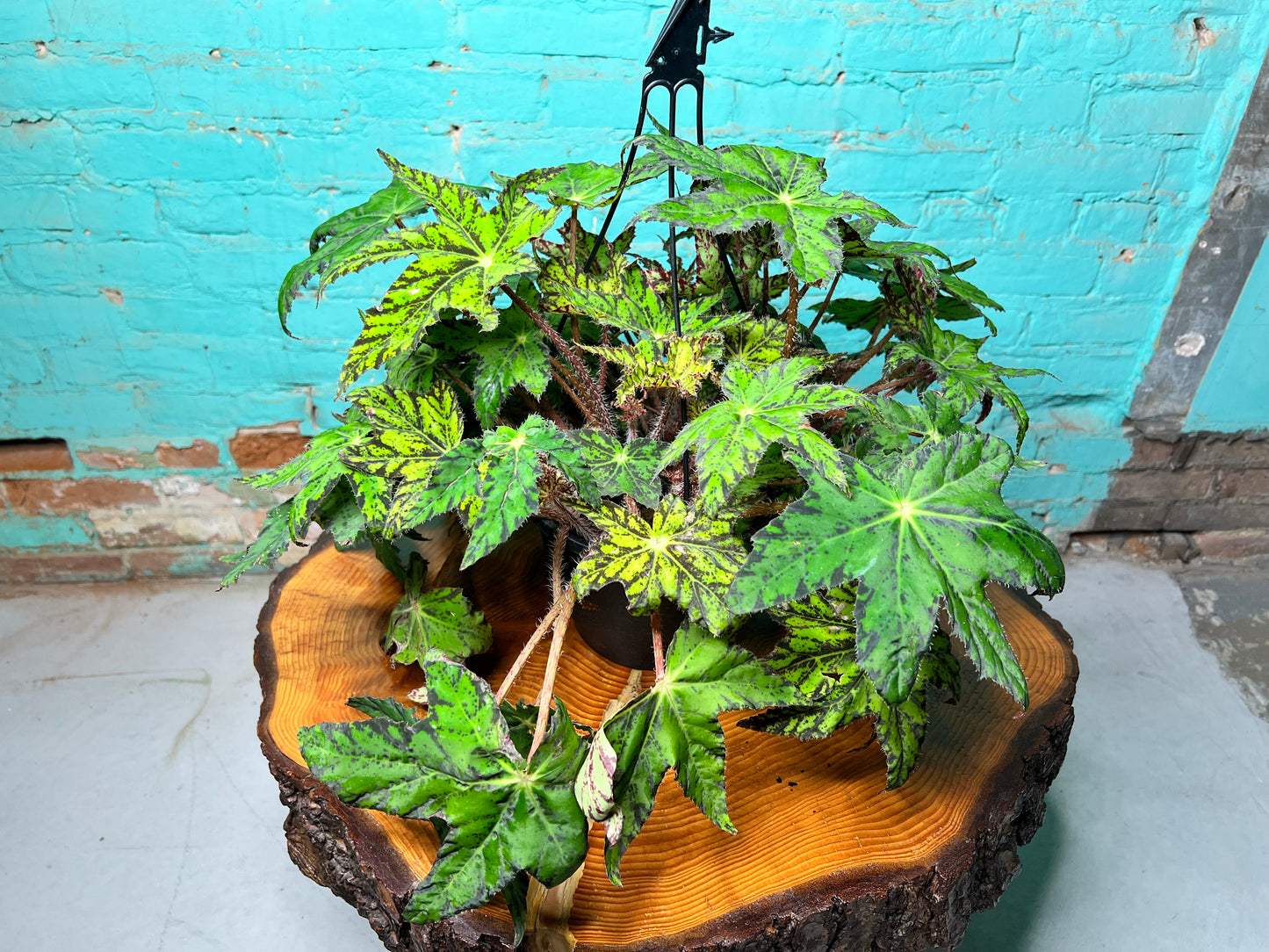 Begonia Pegasus Heracleifolia 10” basket