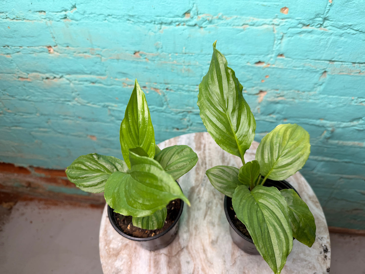 Tacca Chantrieri (Bat Plant) 4”