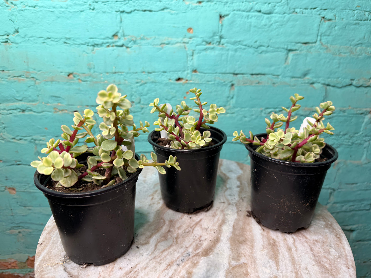 Portulacaria afra ‘Elephant Bush’ Variegated 4”