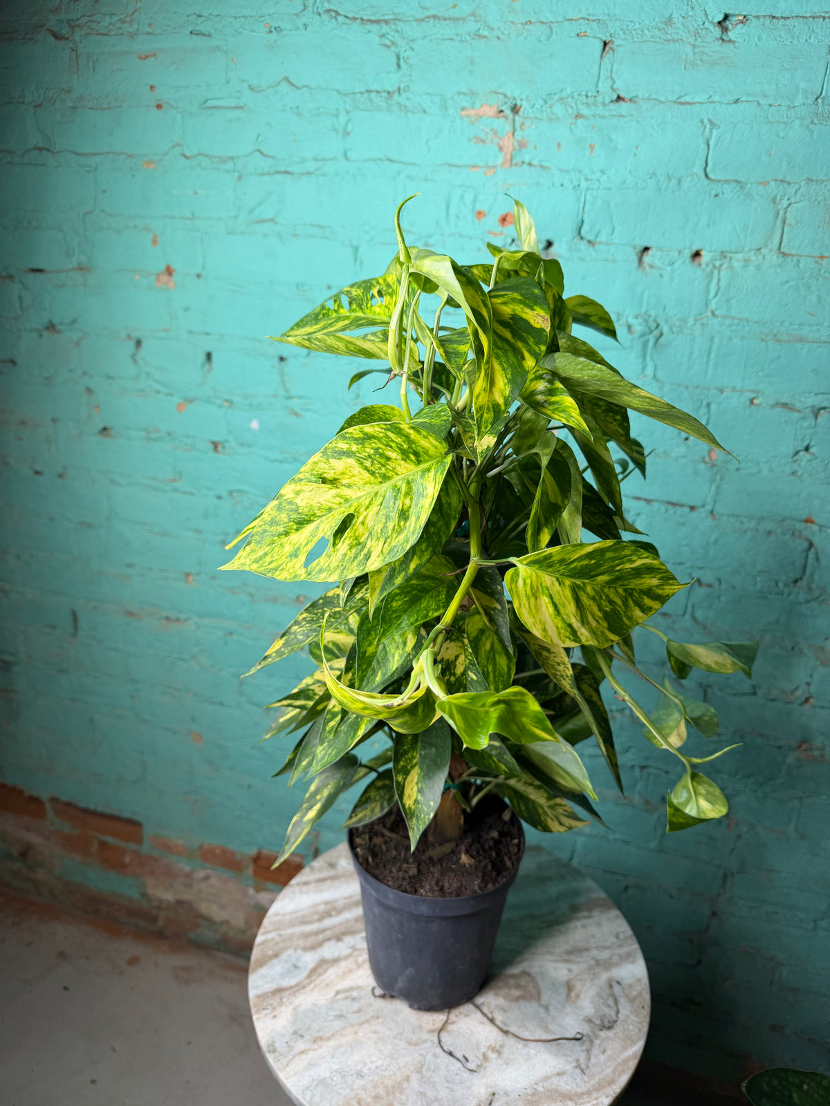 Epipremnum Pinnatum Yellow Flame 6” totem