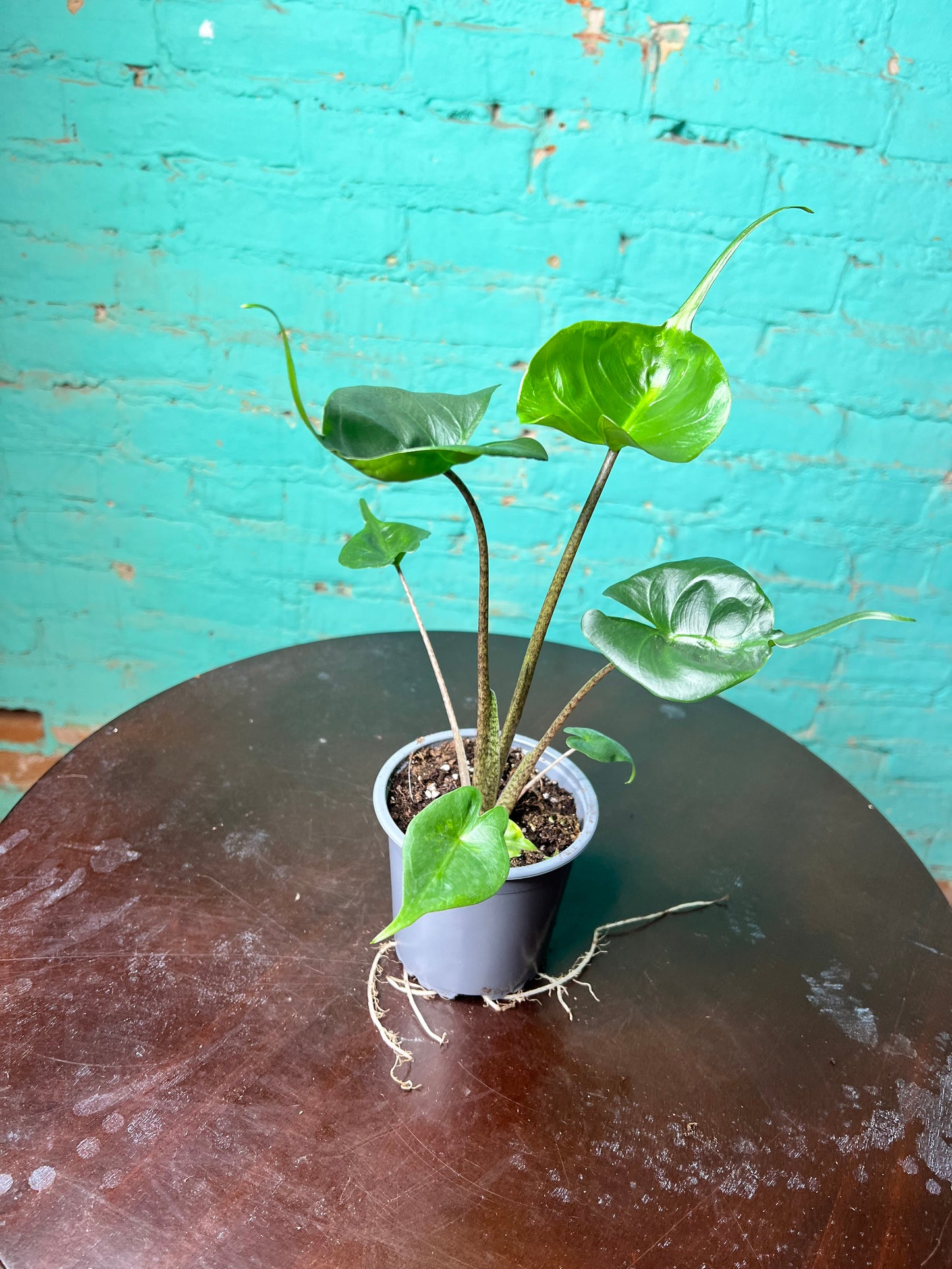 Alocasia Stingray 4”