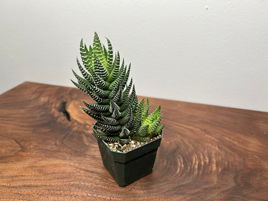 Haworthia Reinwardtii Zebra Wart/ Haworthia Coarctata