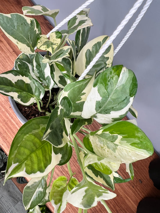 Pothos Pearls & Jade basket 6”