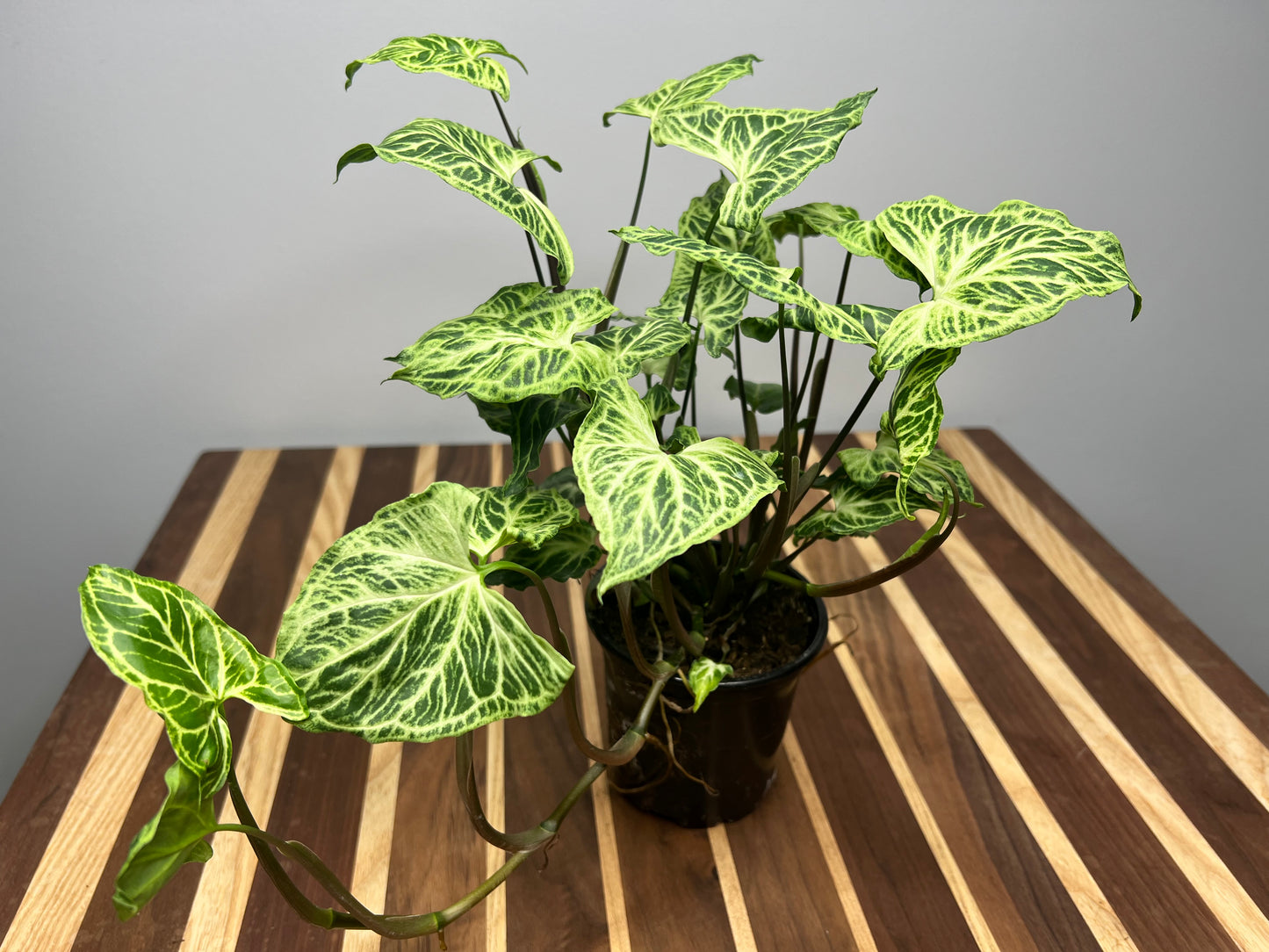 Syngonium batik variegated