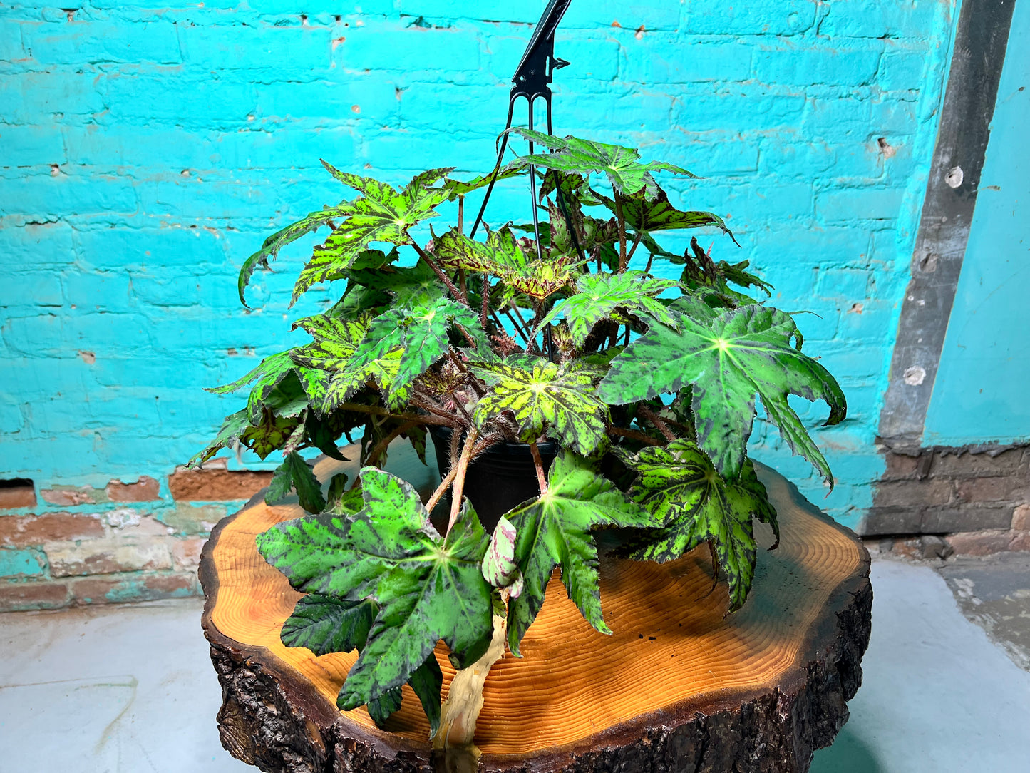 Begonia Pegasus Heracleifolia 10” basket
