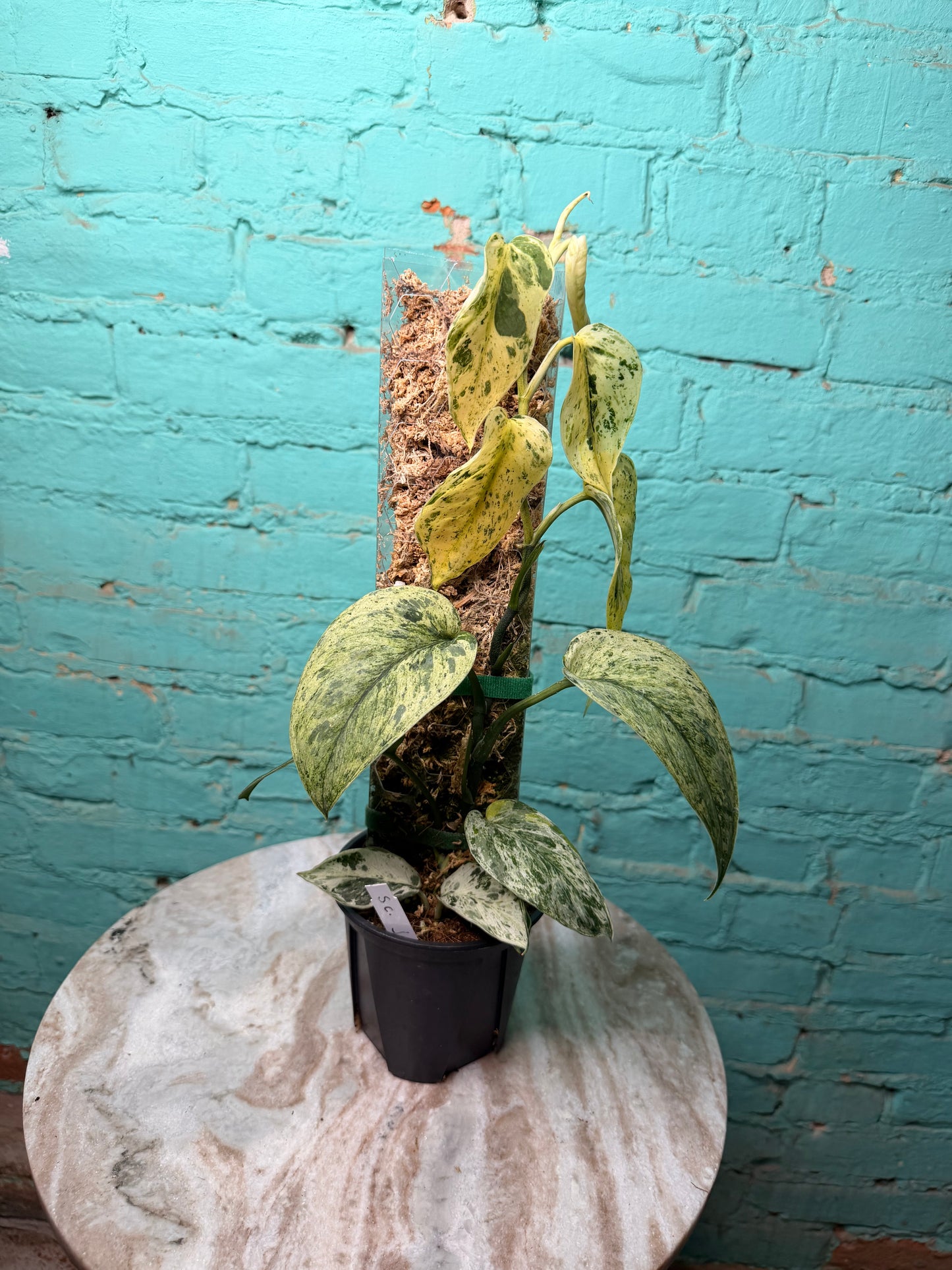 Scindapsus 'Jade Satin' aurea variegated -Moss Pole