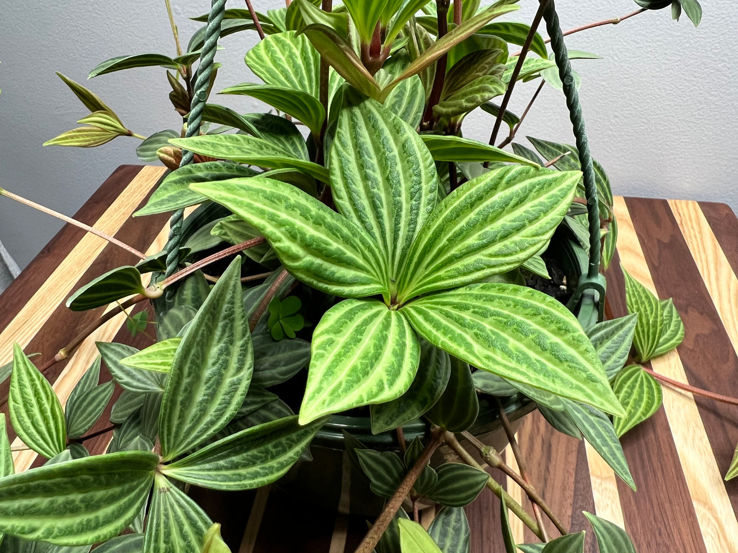 Peperomia-Puleolata basket