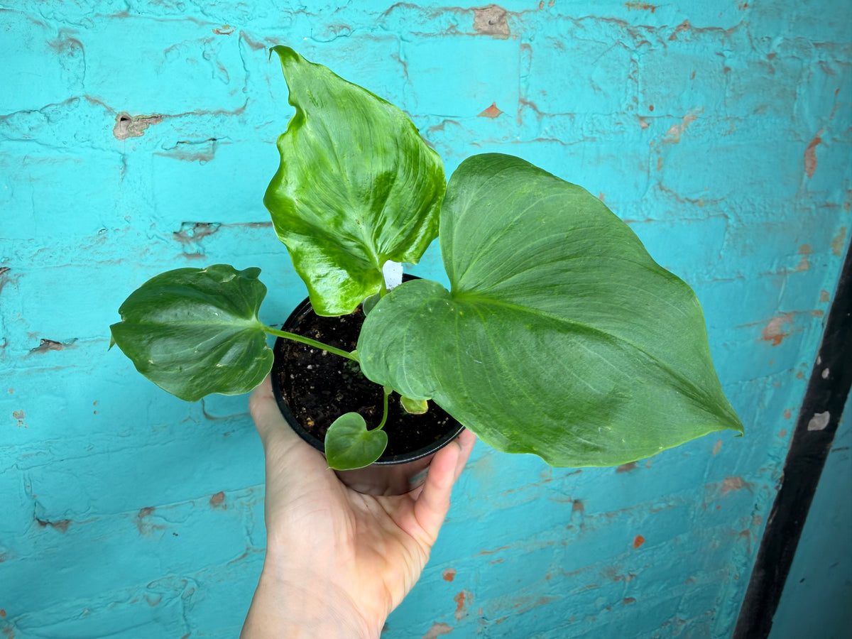 Philodendron Angela 4”