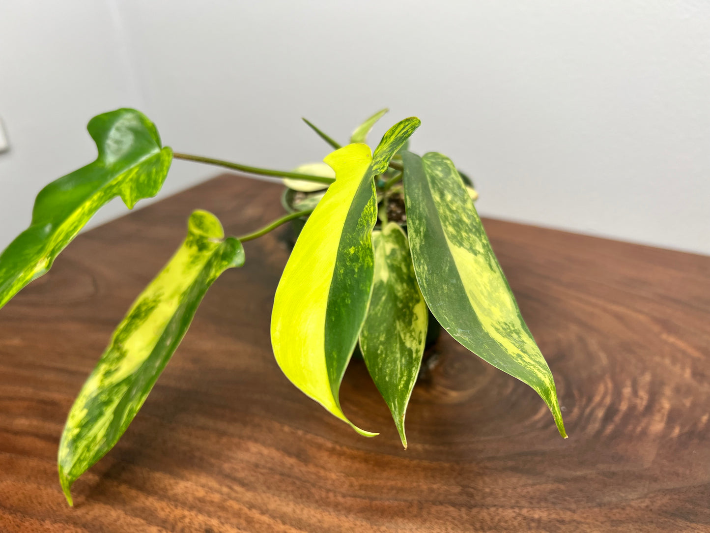 Philodendron Variegated Florida Beauty