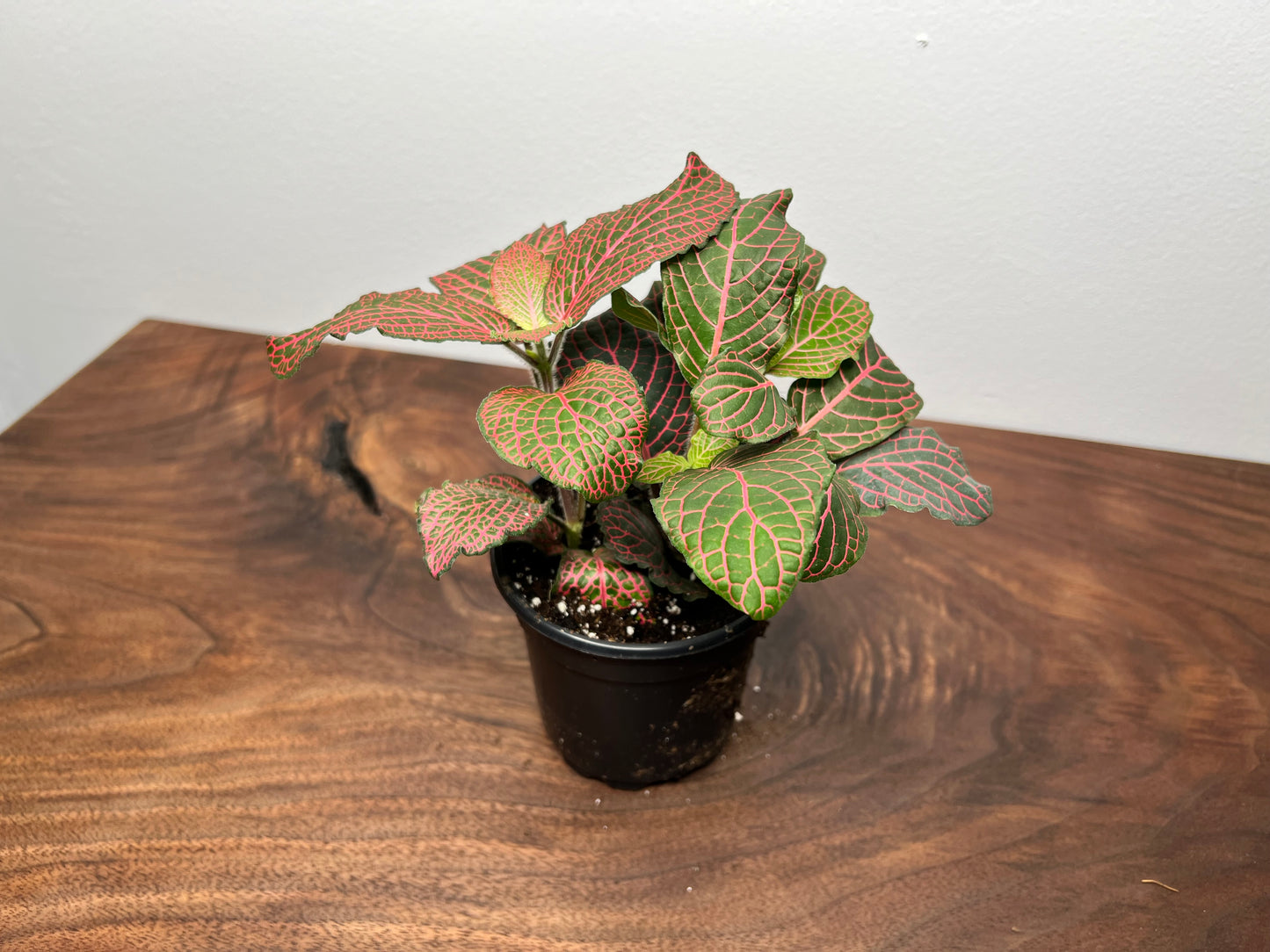 Nerveplant (Multi color 4inch)