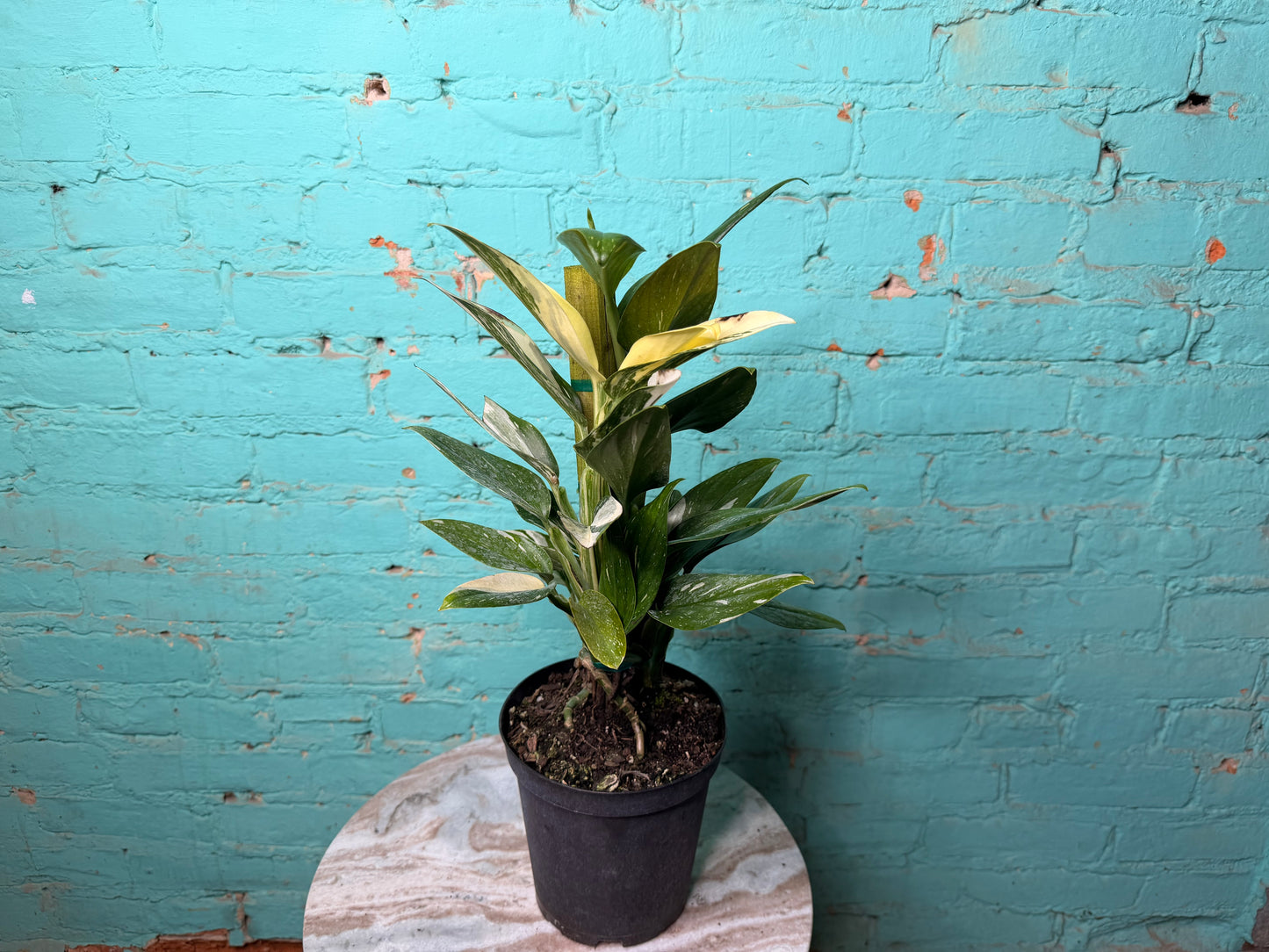 Monstera Standleyana Variegated Totem 6”