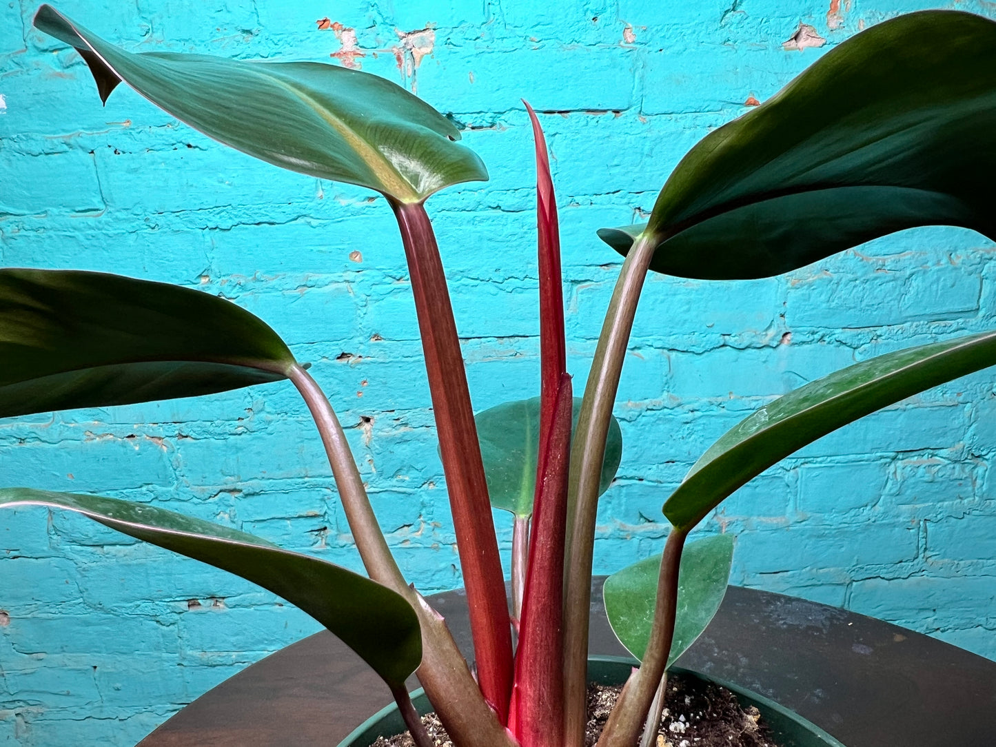 Philodendron Red Congo 6”