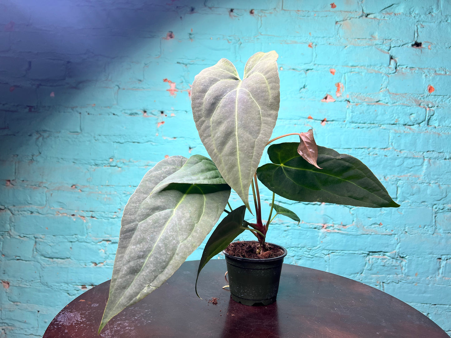 Anthurium Emerald Throne  4”