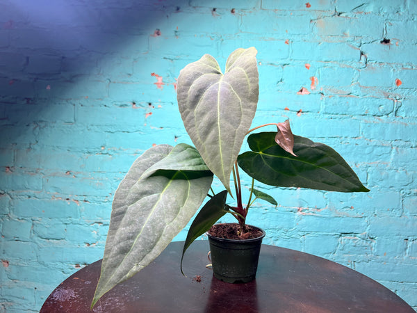 Anthurium Emerald Throne  4”