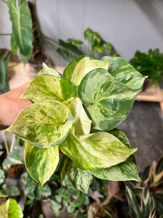 Manjula Pothos