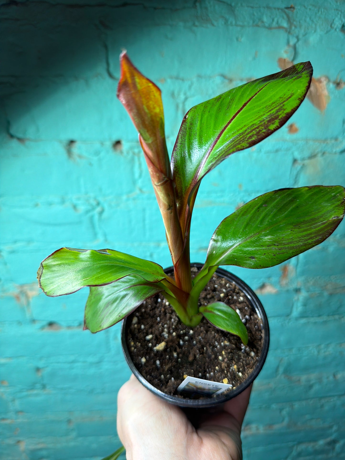 Ensete Mau 4” (Red Banana)