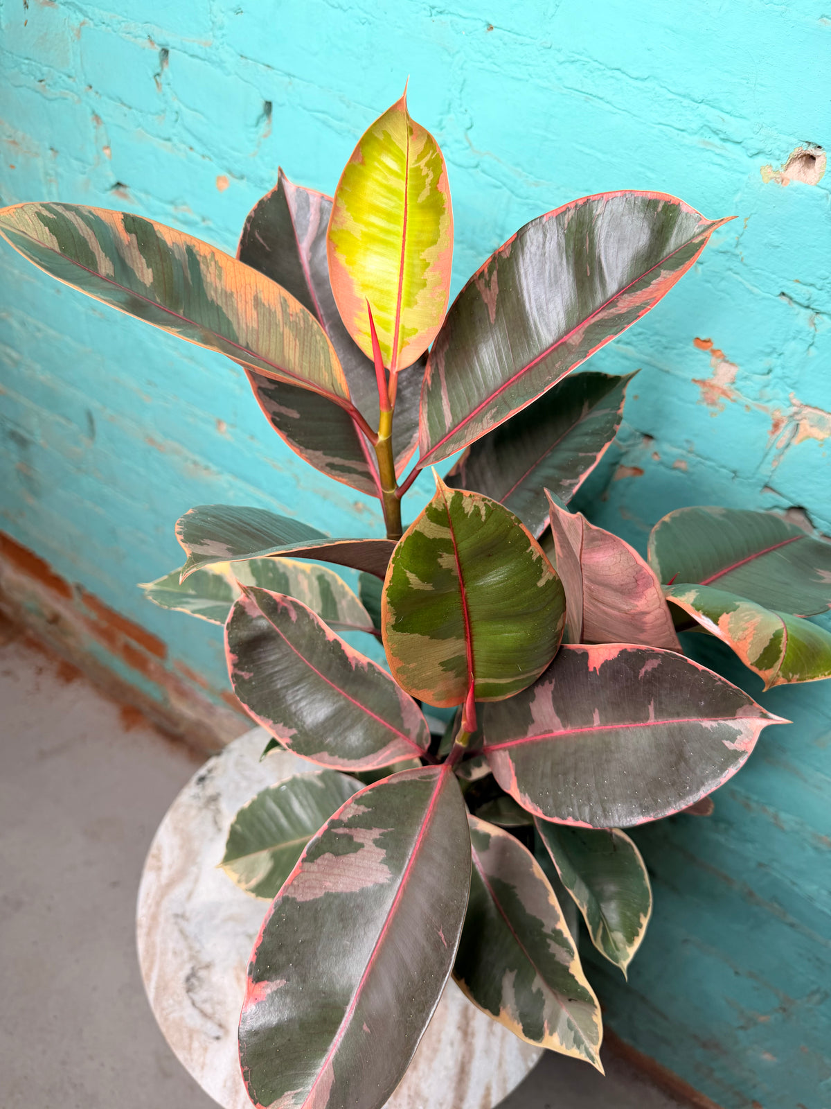 Rubber Plant-Ruby variegated pink 6”