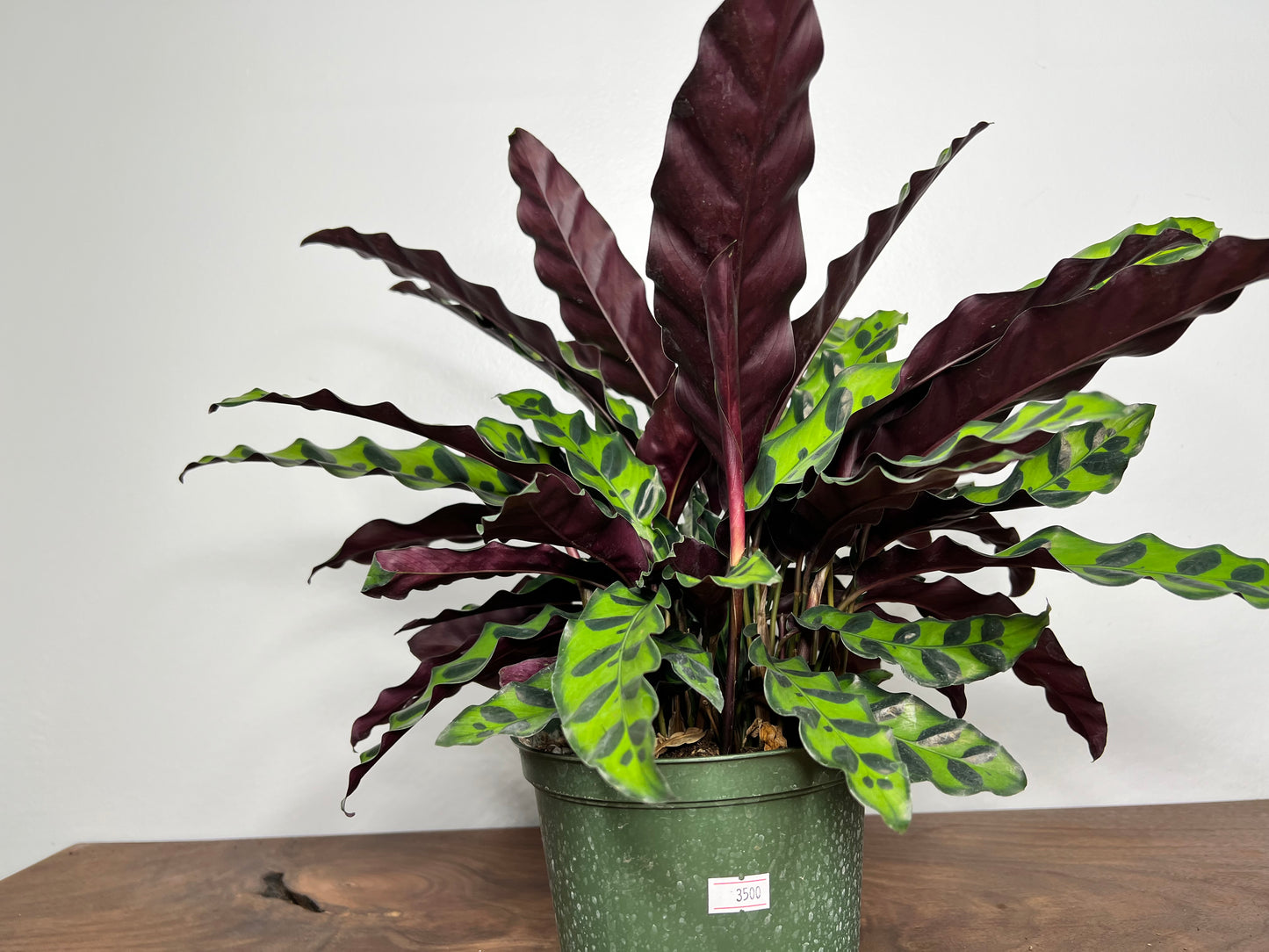 Rattle Snake calathea (6inch)