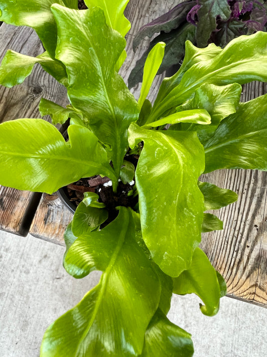 Bird’s Nest Fern 4”