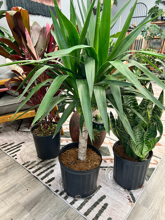 Yucca Stalk 10”