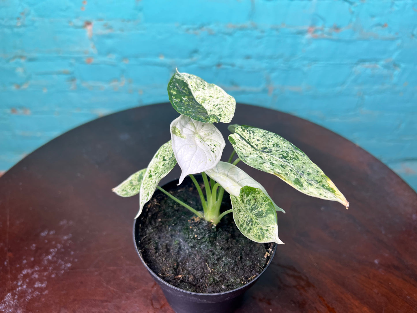 Alocasia Dragon Scale Mint 4”